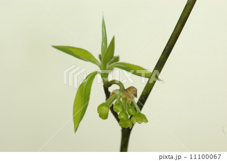 クロモジ 11100067