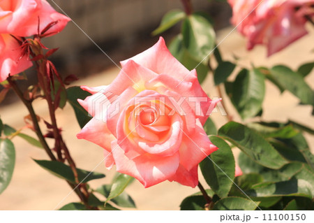 バラの花 バラの花 11100150