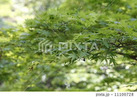 箕面大滝　箕面国定公園 11100728