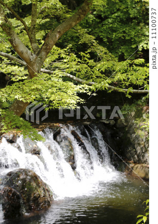 箕面大滝 箕面国定公園 箕面大滝 箕面国定公園 11100737