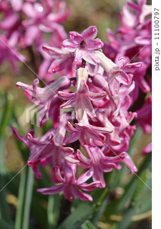 ヒヤシンス 11100797