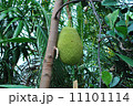 ドリアン 11101114