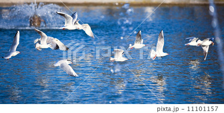 flying seagulls in a fountain sprays 11101157