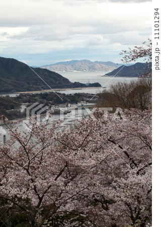 黄金山の桜 11101294