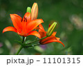 ユリ園にて「夏」 11101315