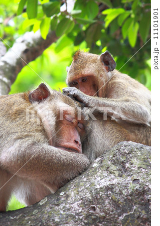 Monkey is finding flea Monkey is finding flea 11101901