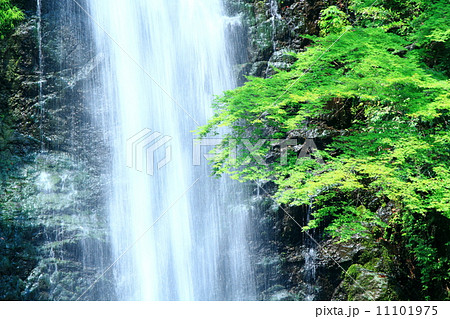 箕面滝 箕面滝 11101975