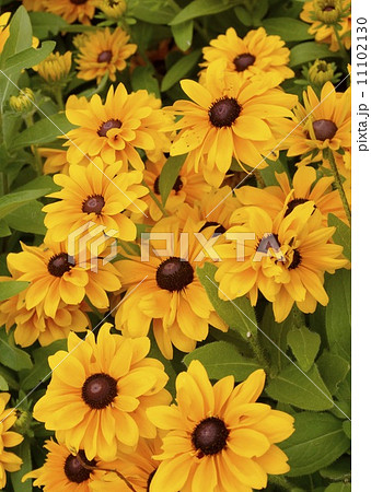 サンビタリア 02 サンビタリア 02 11102130