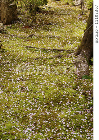 花筵 花筵 11102367