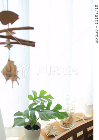 モンステラと貝殻 モンステラと貝殻 11102710