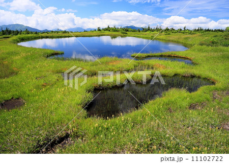 夏の苗場山頂上湿原の池塘 11102722
