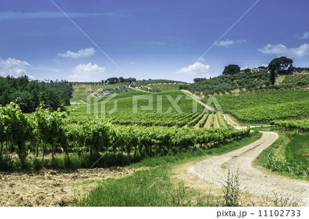 Vine plantations and farmhouse in Italy 11102733