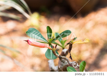 Azalea flowers bud Azalea flowers bud 11103031