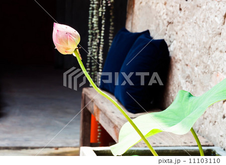 Fresh lotus bud in home garden 11103110