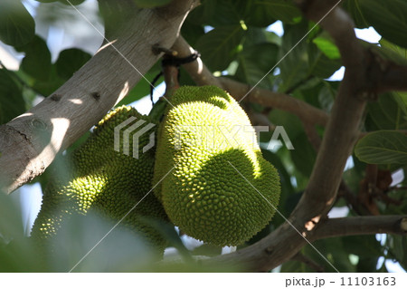 パラミツ 11103163