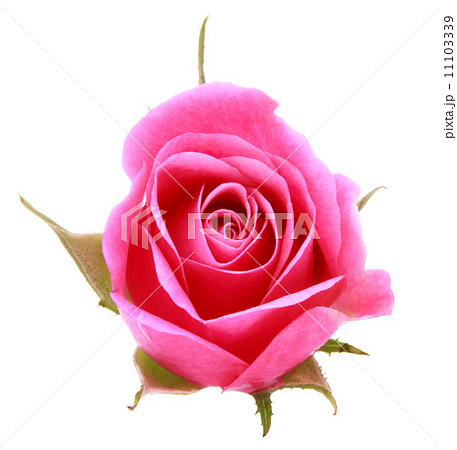 Pink rose flower head isolated on white background cutout 11103339