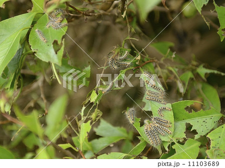 椿の葉のチャドクガの幼虫 椿の葉のチャドクガの幼虫 11103689