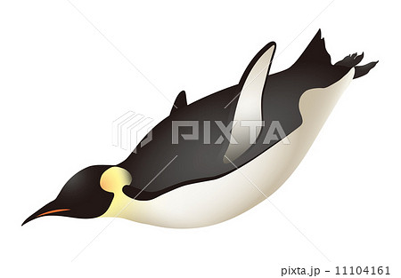 皇帝ペンギン 遊泳 のイラスト素材