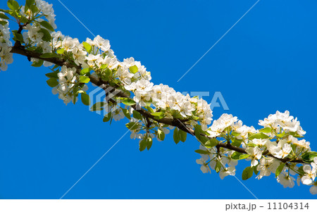 Blossoming branch of a pear tree 11104314
