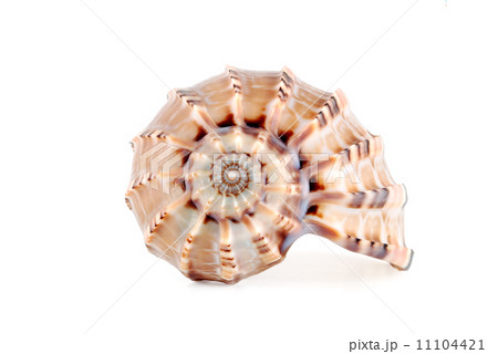 Sea shell Sea shell 11104421