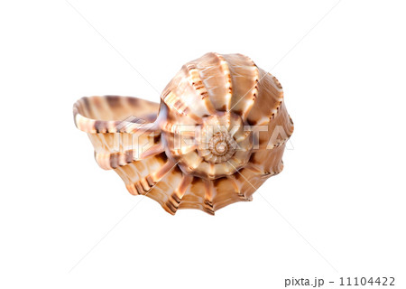 Sea shell 11104422