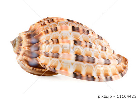 Sea shell 11104425