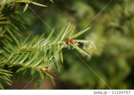 カヤ　榧　Torreya nucifera 11104707