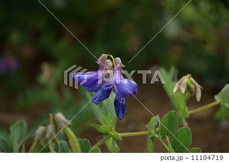ハマエンドウ　浜豌豆　Lathyrus japonicus 11104719