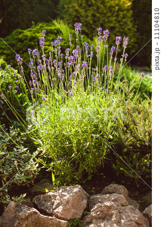 Lavender on rockery 11104810