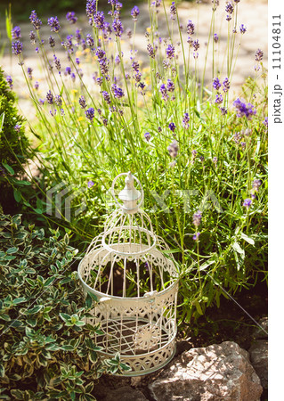 Lavender on rockery Lavender on rockery 11104811