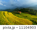 Golden rice terraces in Vitnam. 11104903