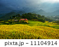 golden rice terraces in Vietnam. 11104914