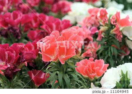 花壇一面に咲くあでやかなゴデチアの花の写真素材