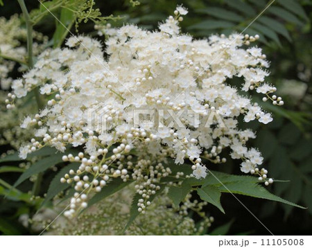 ニワナナカマドの白い幽かな花 11105008