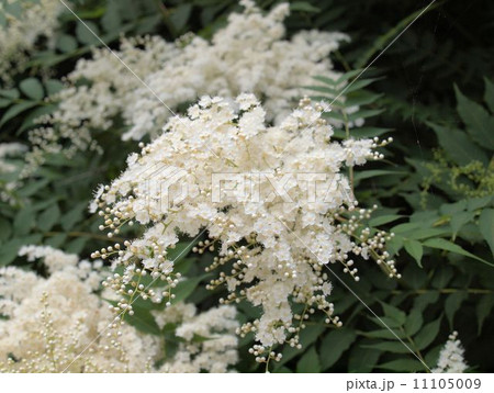 ニワナナカマドの白い幽かな花 11105009