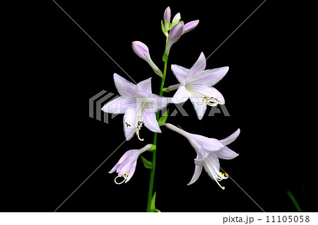 ギボウシ 11105058