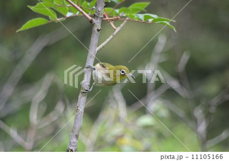 深緑の小枝に遊ぶメジロ 深緑の小枝に遊ぶメジロ 11105166