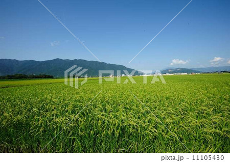 田園(養老山を背景に) 田園(養老山を背景に) 11105430