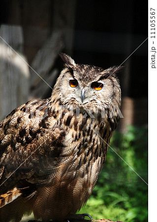 ワシミミズク ワシミミズク 11105567