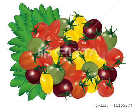 Mini Tomato ミニトマトのイラスト素材 11105574 Pixta