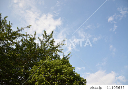 空と緑 11105635