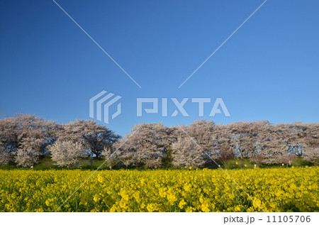 権現堂の桜 11105706