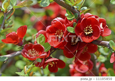 ボケ(木瓜) ボケ(木瓜) 11105850