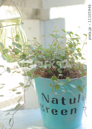 ガーデニング 11105946