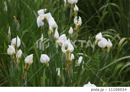 江戸系花菖蒲 白竜の爪 江戸系花菖蒲 白竜の爪 11106034
