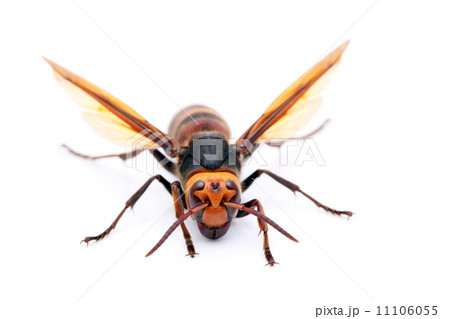 スズメバチ スズメバチ 11106055