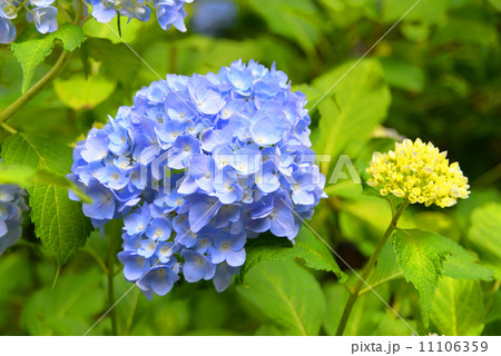 信州の紫陽花咲く 信州の紫陽花咲く 11106359
