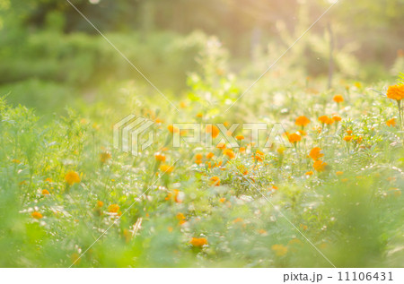 Marigolds or Tagetes erecta flower Marigolds or Tagetes erecta flower 11106431