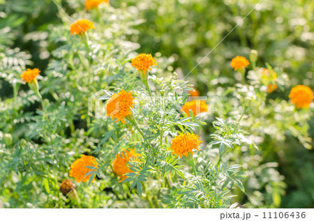 Marigolds or Tagetes erecta flower Marigolds or Tagetes erecta flower 11106436