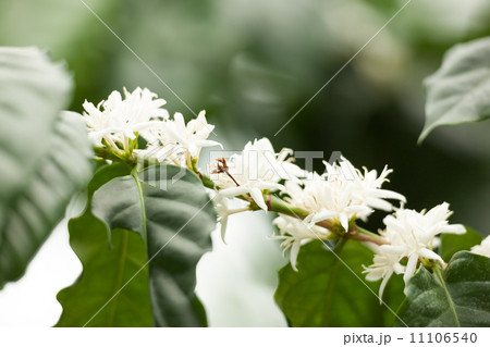 コーヒーノキ コーヒーノキ 11106540